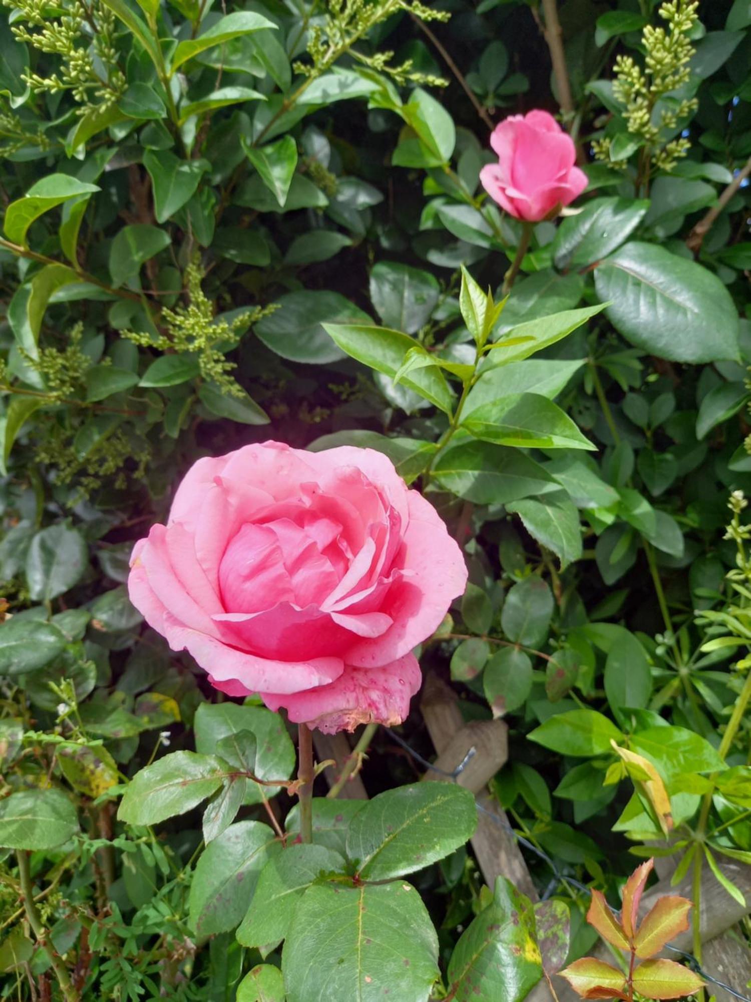 Вилла Aux Roses Vrolle Экстерьер фото